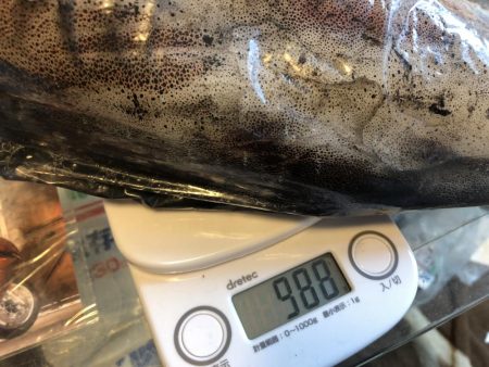 最後のアオリイカ