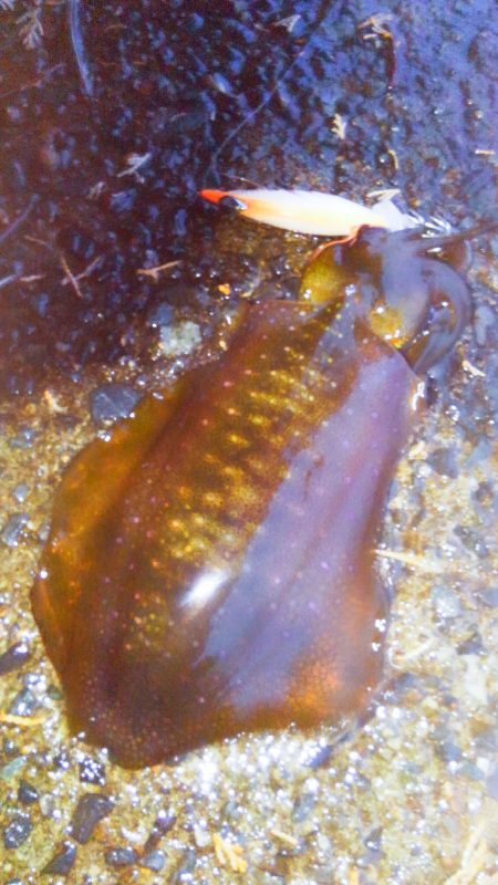 雨の修行調査‼