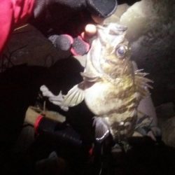 グラマラスなメバル