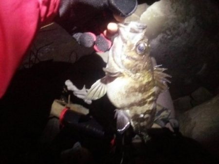 グラマラスなメバル