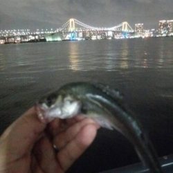 短時間釣行　～豊洲ぐるり公園～