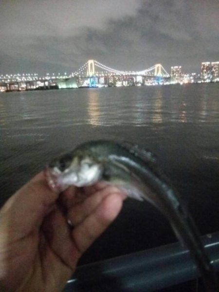短時間釣行　～豊洲ぐるり公園～