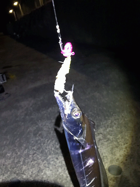 坊勢タチウオ(2018-５)