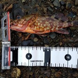 今日はあかんかった