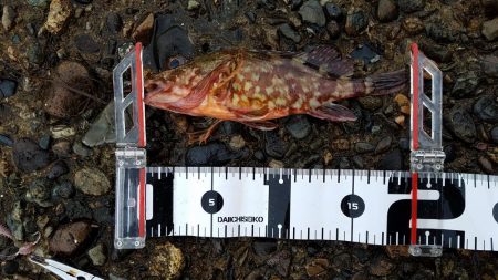 今日はあかんかった