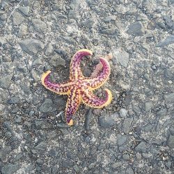 ちょい投げ釣り