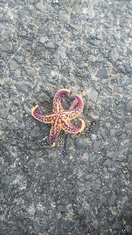 ちょい投げ釣り