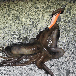 ヒイカエギング（2018-1）