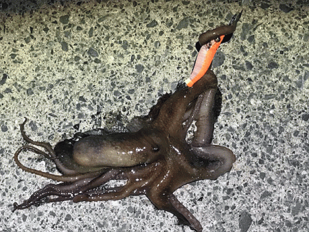 ヒイカエギング（2018-1）