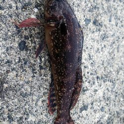 ちょい投げ釣り