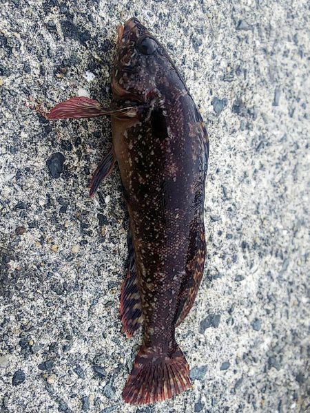 ちょい投げ釣り