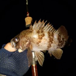 メバリング調査