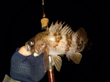 メバリング調査