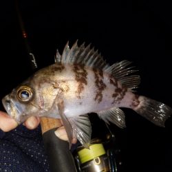 メバリング調査