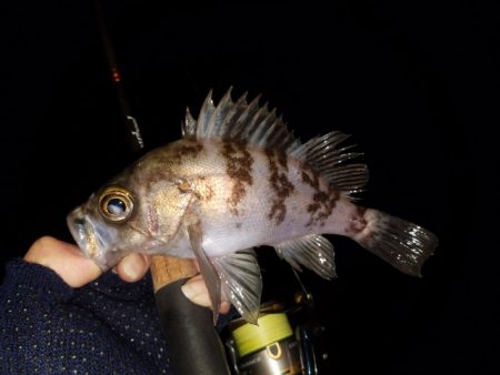 メバリング調査