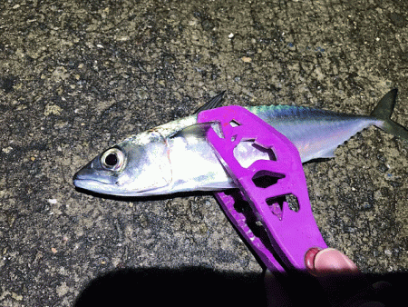 坊勢アジング(2018-12)