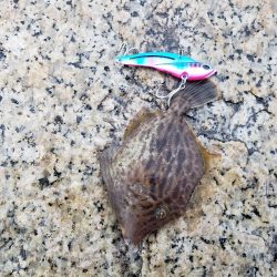 ボウズは回避出来たが…