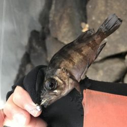 まだまだ芦屋浜アジング行けます！