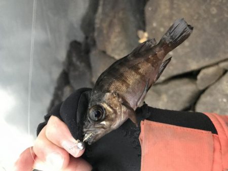 まだまだ芦屋浜アジング行けます！