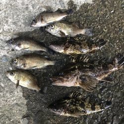 タケノコメバルとメバル