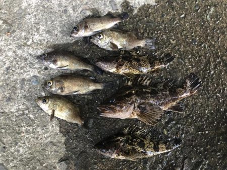 タケノコメバルとメバル