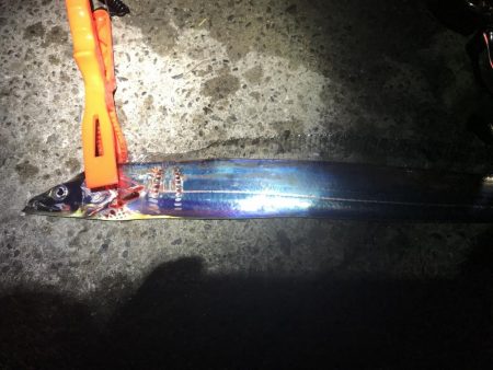 太刀魚 復調⁉️…