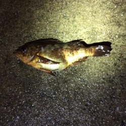 メバリングのつもりが・・・