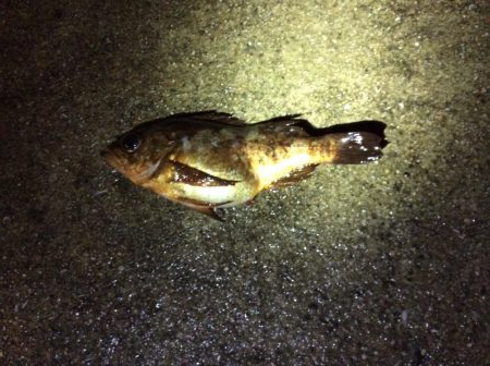 メバリングのつもりが・・・