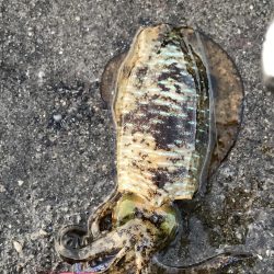 西高東低  爆風の一日