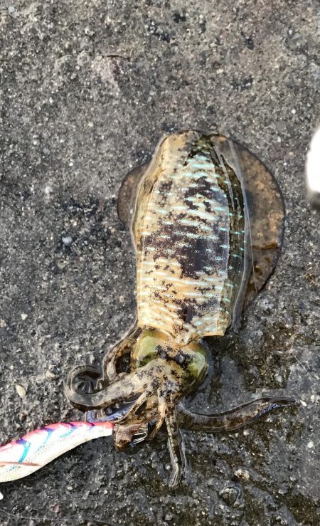 西高東低  爆風の一日