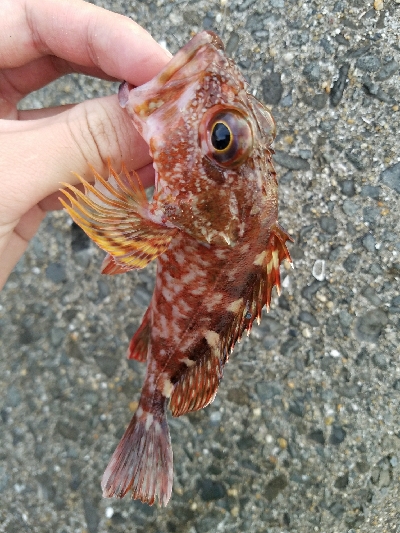 ガシラ釣り　～まだ時期が早いか～