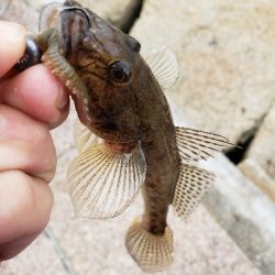 メバル、ハゼ反応良くなく…。