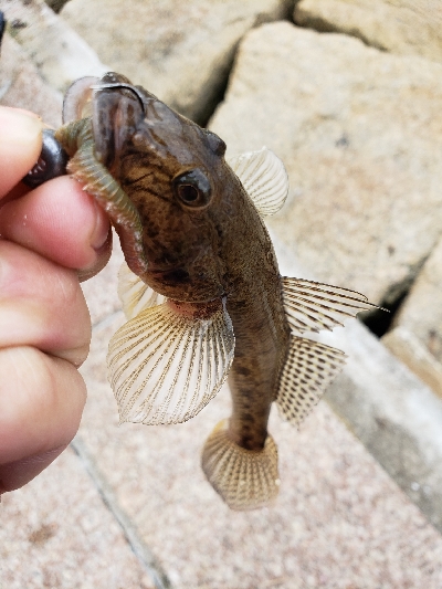 メバル、ハゼ反応良くなく…。