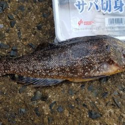 穴釣り　ガシラ&アイナメ