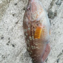 ガシラ釣り　～結構楽しめた～