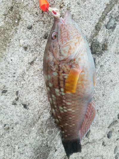 ガシラ釣り　～結構楽しめた～