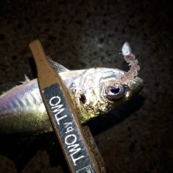 オフになると、釣り