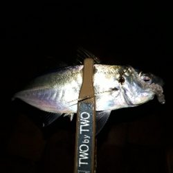 急遽、アジング