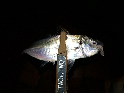 急遽、アジング