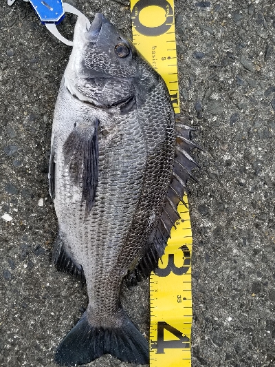 周防大橋下にて。なんとなく寄ってみました。