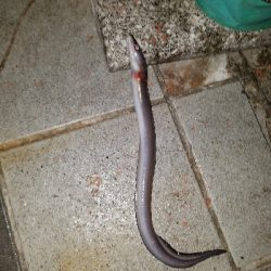 あなご釣り ~トツカは居ず~