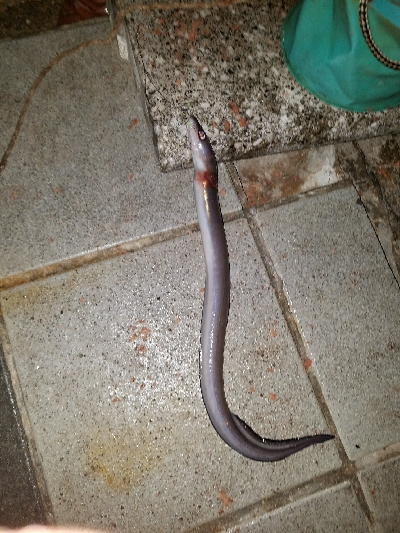 あなご釣り ~トツカは居ず~