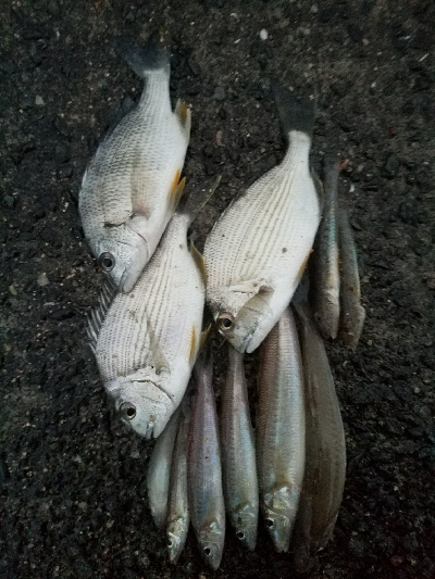 キス釣り　～まだまだ釣れそうだな～