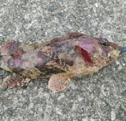 ランガン釣り納め