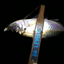 仕事を終えて、アジングを堪能