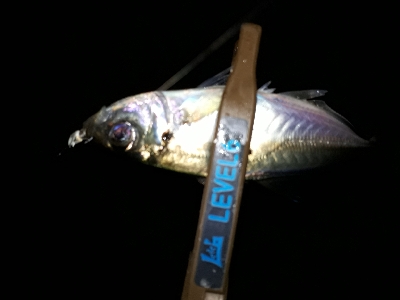 仕事を終えて、アジングを堪能