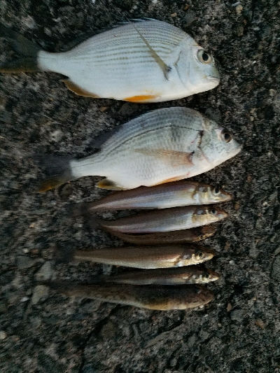 キス釣り　～チョット厳しくなってきた？～