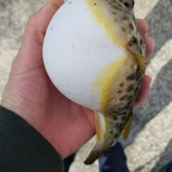 キス釣り ~まだ釣れます!~