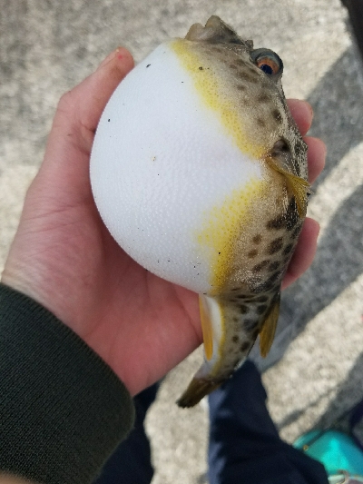 キス釣り ~まだ釣れます!~