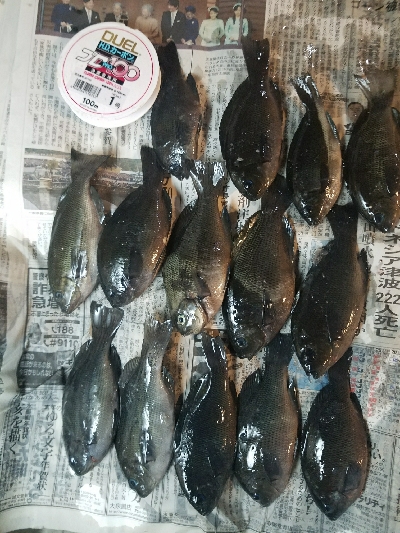 グレ釣り　～オセン多し～